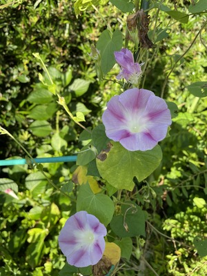 350CE5D5-62FC-4543-B452-60A23F731A3B