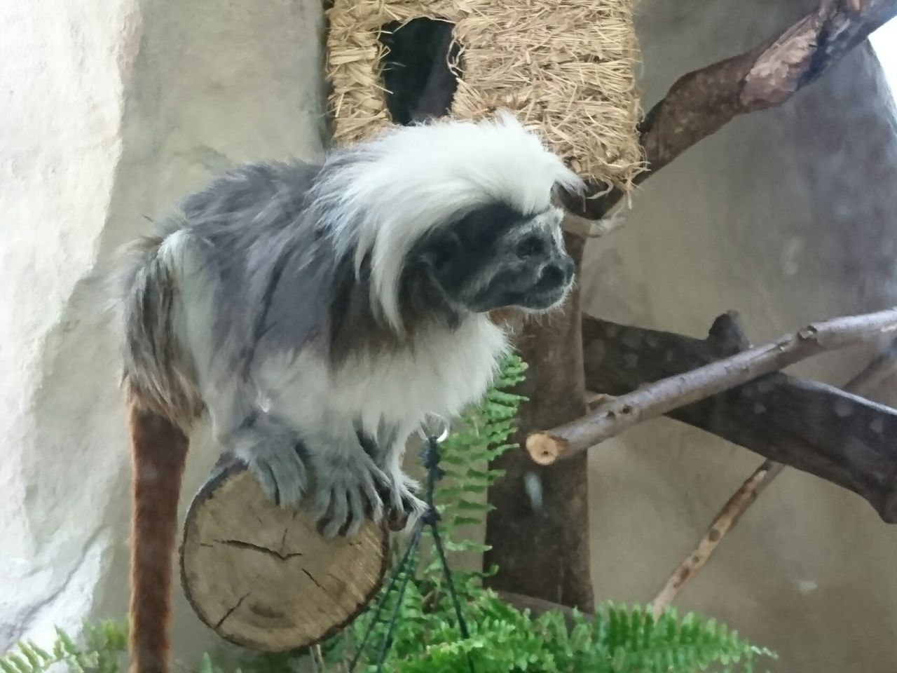 エ ッ ワタボウシタマリンが突然の火災で 信じられない ショック 土 曜日はあんなに元気だったのに 那須どうぶつ王国 富山のくすり屋さんの旅日記 エ ッ ワタボウシタマリンが突然の火災で 信じられない ショック 土 曜日はあんなに元気だったのに 那須どうぶつ王国 富山のくすり屋さんの旅日記