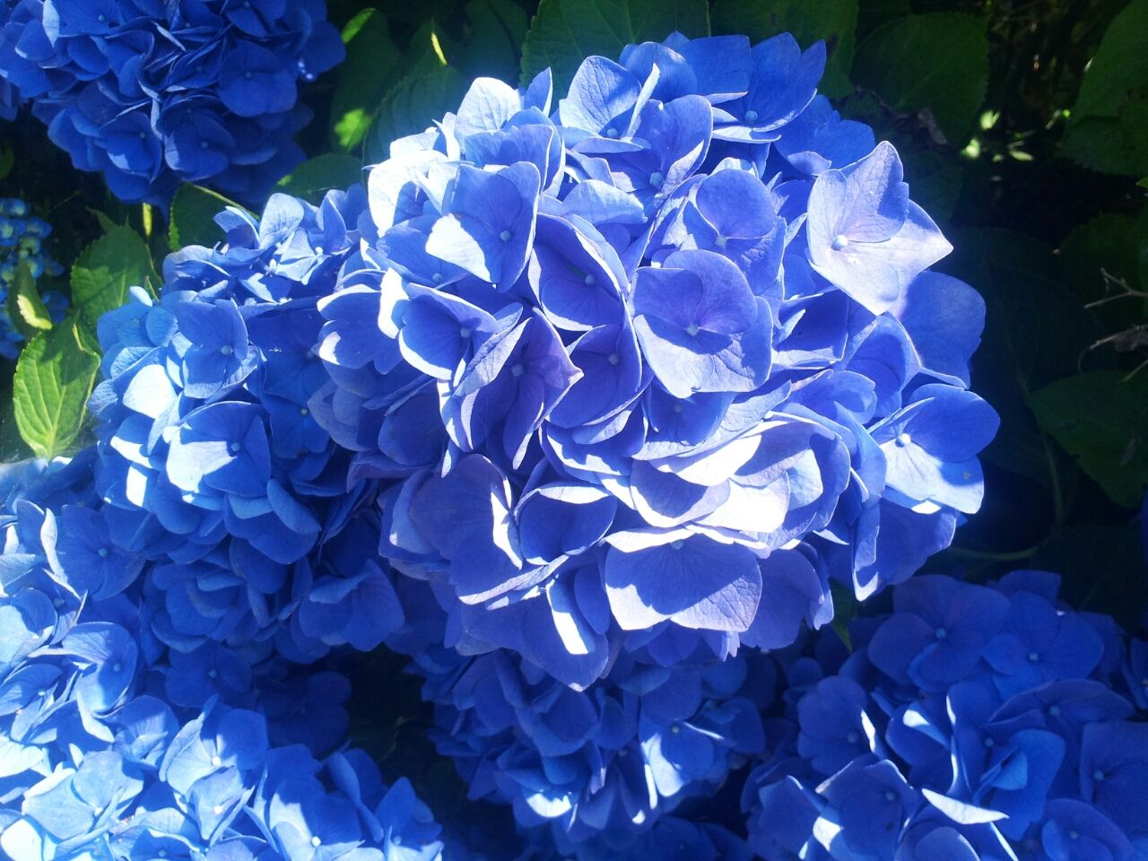 深海に咲く花 あなたを深海に誘う 青い紫陽花 野に咲く花を