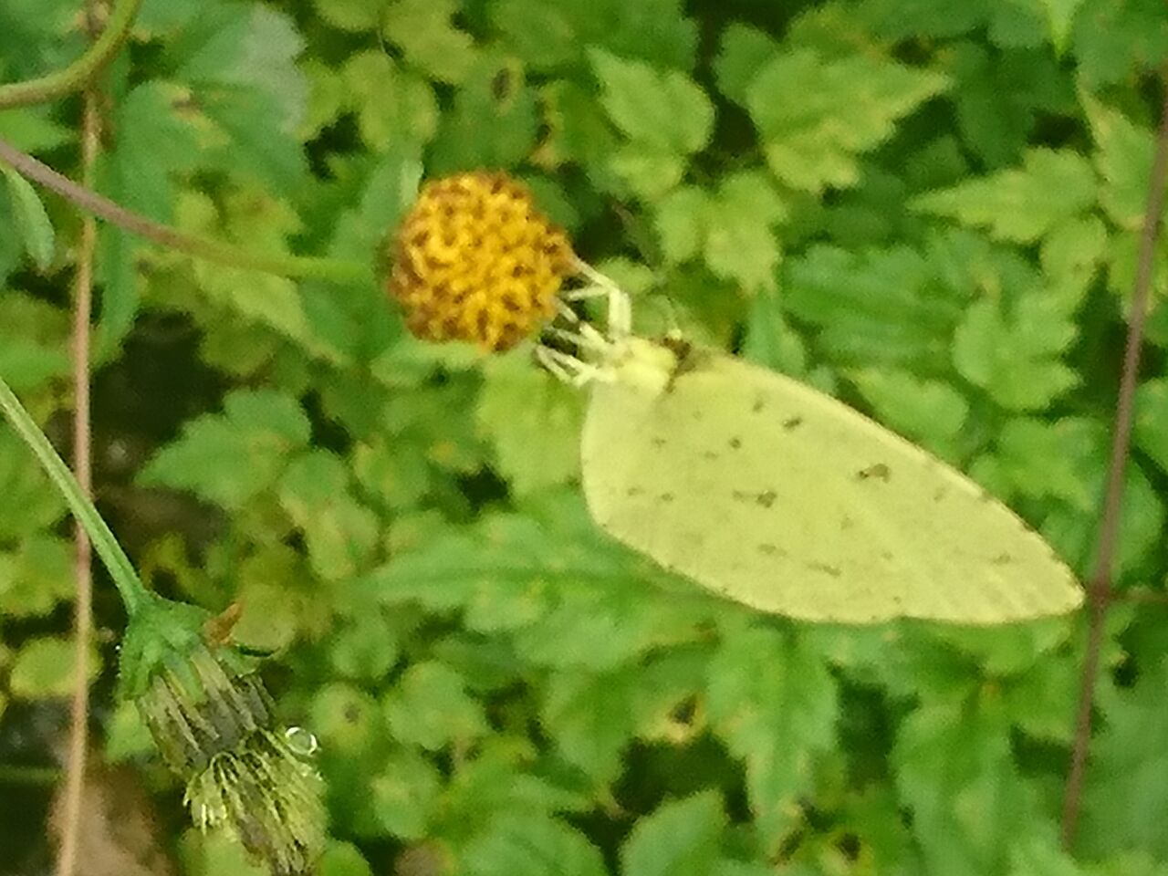 モンシロチョウが一生懸命 甘い蜜を吸っていました 黄色なのでオスのようですよ 野に咲くきれいな花も見つけましたよ 富山のくすり屋さんの旅日記