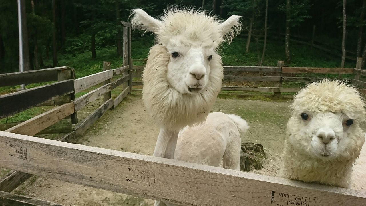 大人気のアルパカ牧場行って来ました 子供達の歓声があふれていましたよ 大人の観光客も可愛いい こっち向いてと大にぎわいでした 富山のくすり屋さんの旅日記 大人気のアルパカ牧場行って来ました 子供達の歓声があふれていましたよ 大人の観光客も可愛いい こっち向いてと大にぎわいでした 富山のくすり屋さんの旅日記