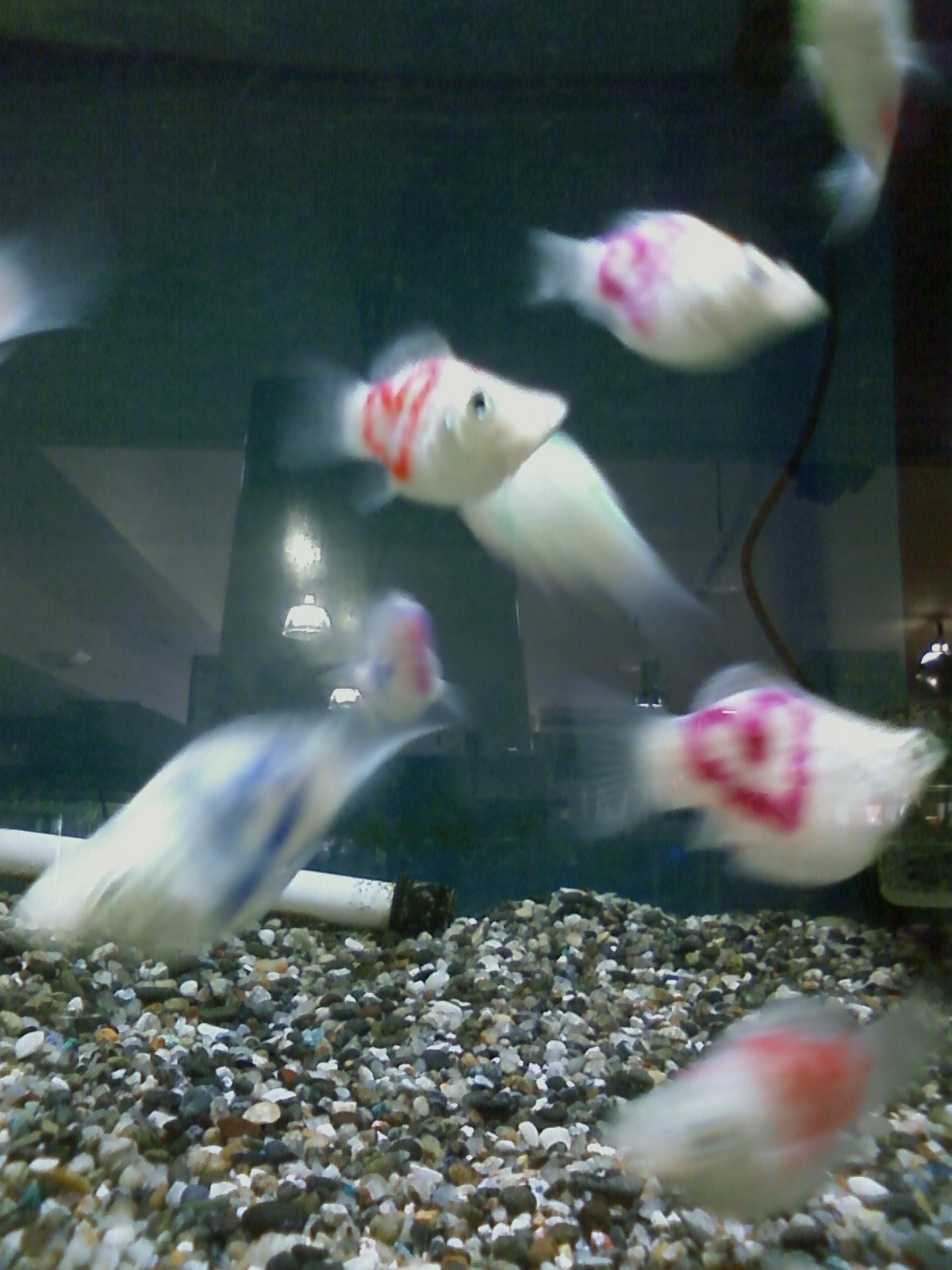 ハート模様のある熱帯魚 ど も 渡です