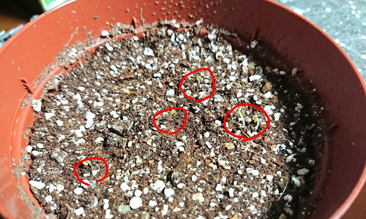 種植えたばかりのクローバーが早くも発芽したよって話 卒業できないオタクの日常 種植えたばかりのクローバーが早くも発芽したよって話 卒業できないオタクの日常