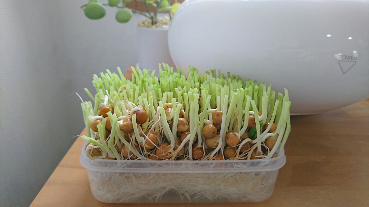 ダイソーで 豆苗もおしゃれに 子どもの成長記録にひと工夫 Snow Crystal