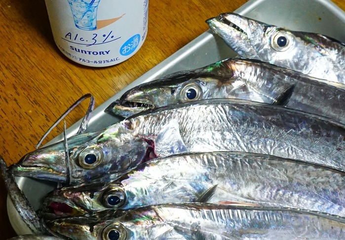 炬口漁港タチウオ12