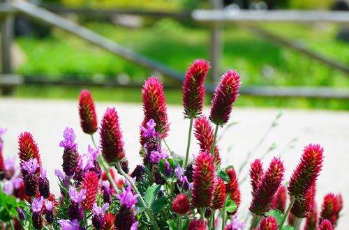 国営明石海峡公園22