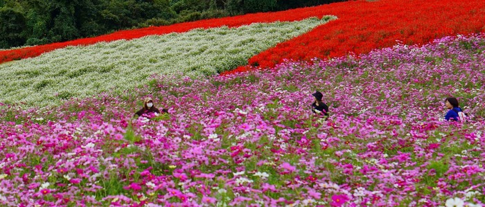 あわじ花さじき20