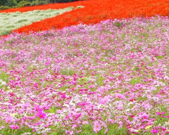 あわじ花さじき12