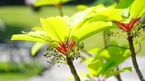 国営明石海峡公園21