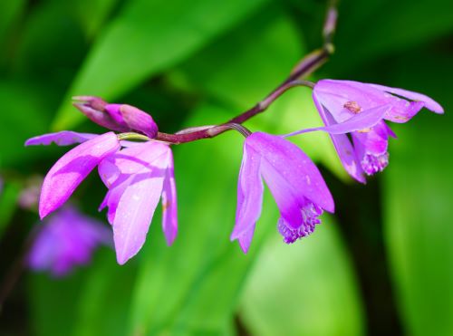 国営明石海峡公園20