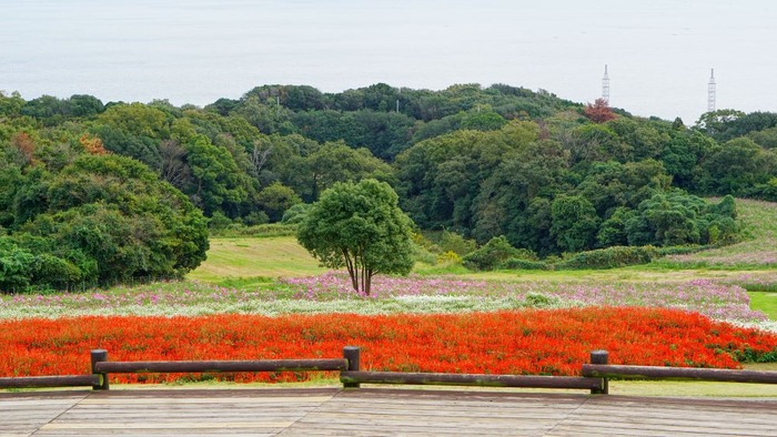 あわじ花さじき17