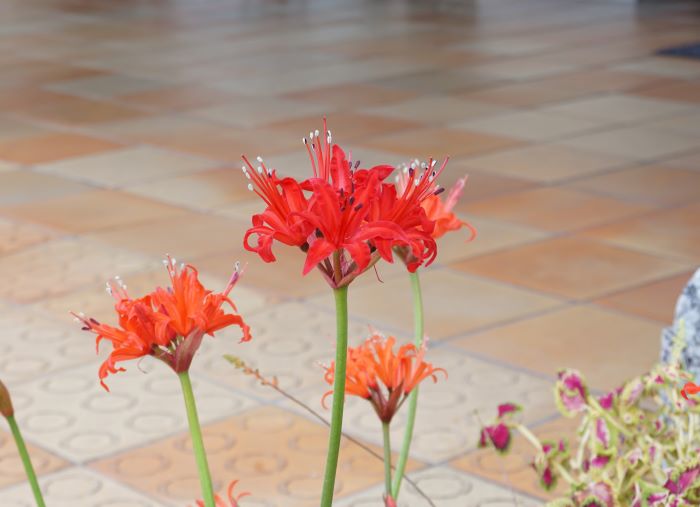 淡路ハイウェイオアシス7