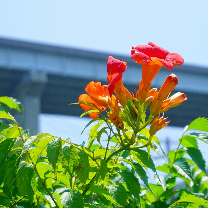 伊毘海水浴場21