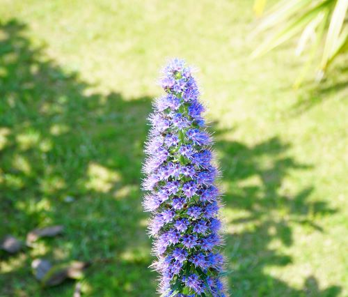 国営明石海峡公園20