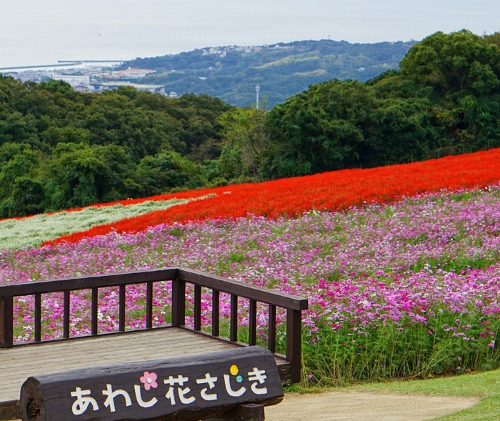 あわじ花さじき22