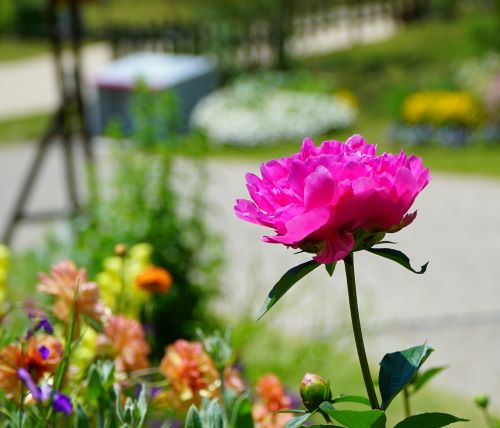 国営明石海峡公園18