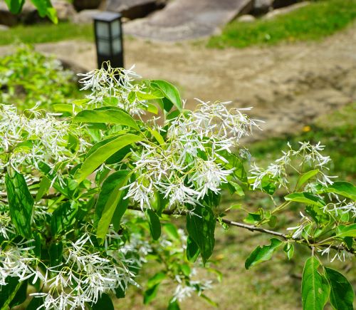 国営明石海峡公園26