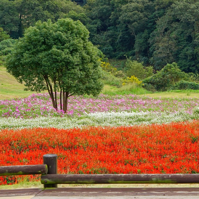 あわじ花さじき1