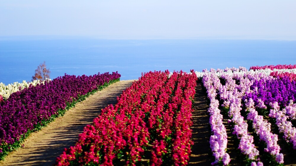 12月の あわじ花さじき で ボッチ撮影会 1 2 年12月 橋を渡ると そこは 3 歩く淡路島