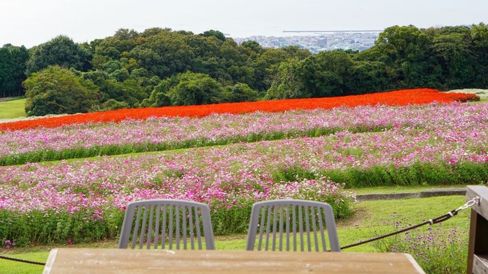 あわじ花さじき3