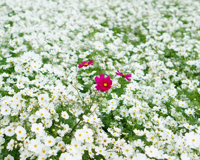 あわじ花さじき10