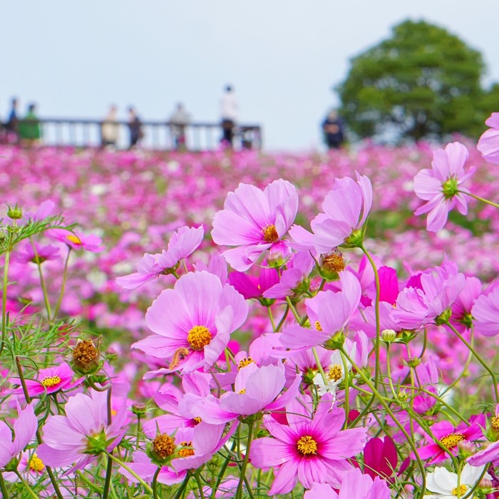 あわじ花さじき5