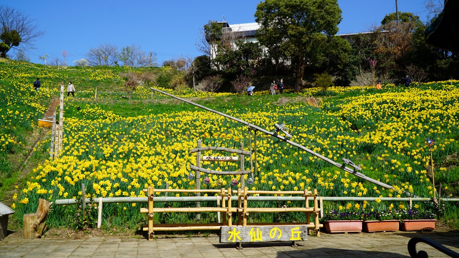 久しぶりに 淡路島水仙の丘 へ 3 21年3月17日 橋を渡ると そこは 3 歩く淡路島 久しぶりに 淡路島水仙の丘 へ 3 21年3月17日 橋を渡ると そこは 3 歩く淡路島