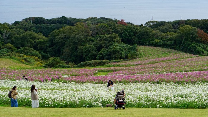 あわじ花さじき13