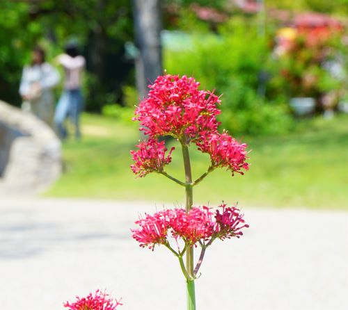 国営明石海峡公園14