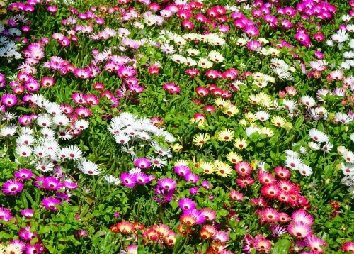 国営明石海峡公園12