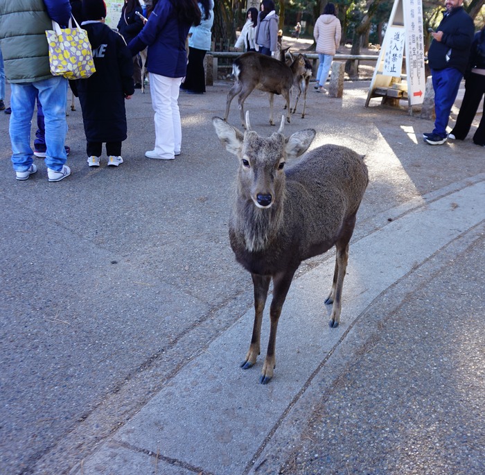 奈良4