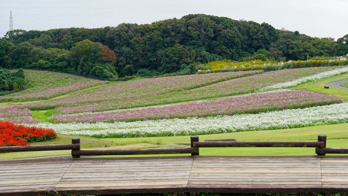 あわじ花さじき16