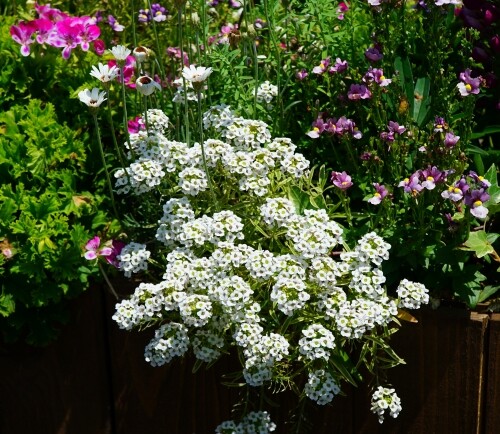 国営明石海峡公園30