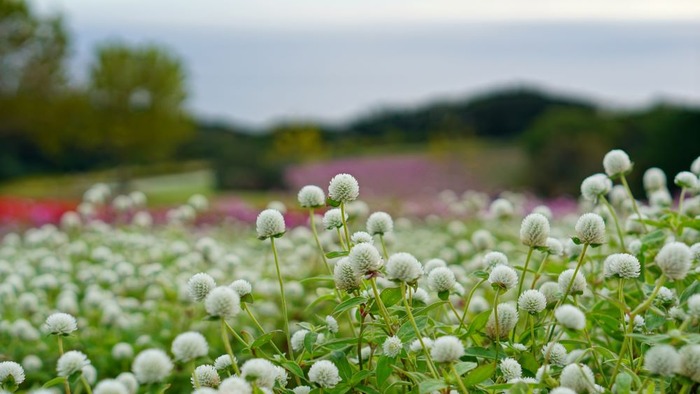 あわじ花さじき19