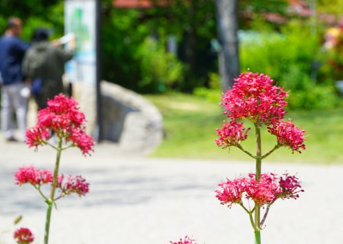 国営明石海峡公園13