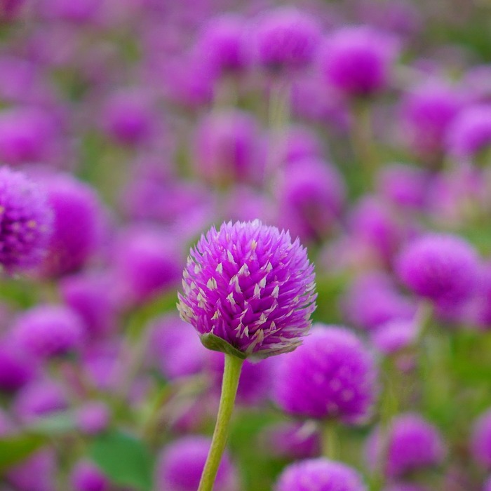 あわじ花さじき16