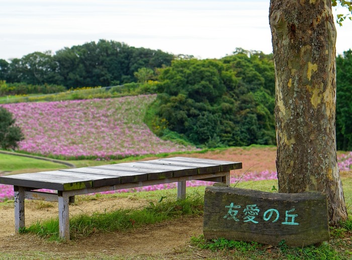 あわじ花さじき14