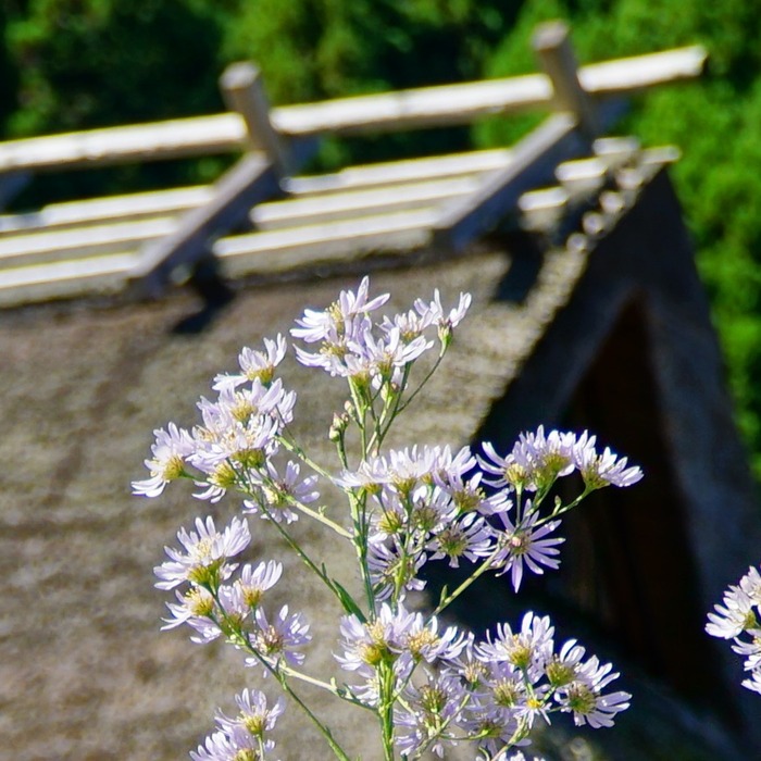 美山かやぶきの里17