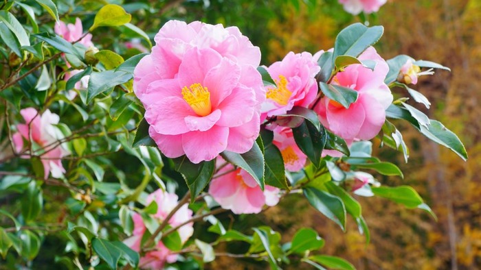 淡路ハイウェイオアシス5