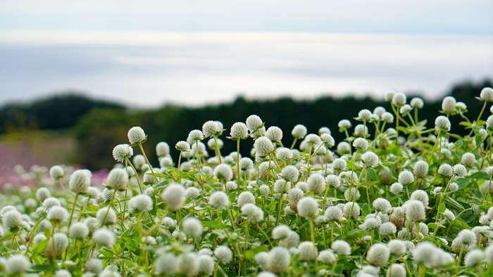 あわじ花さじき2