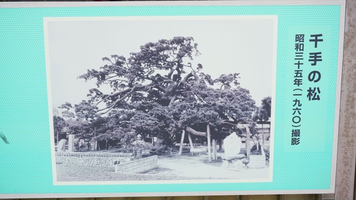 千手の松8