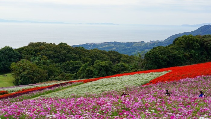 あわじ花さじき21