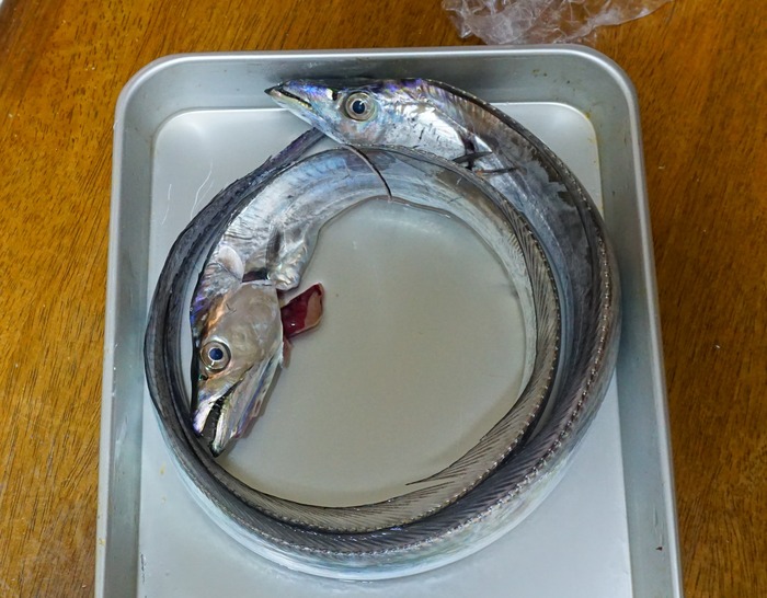 炬口漁港タチウオ1