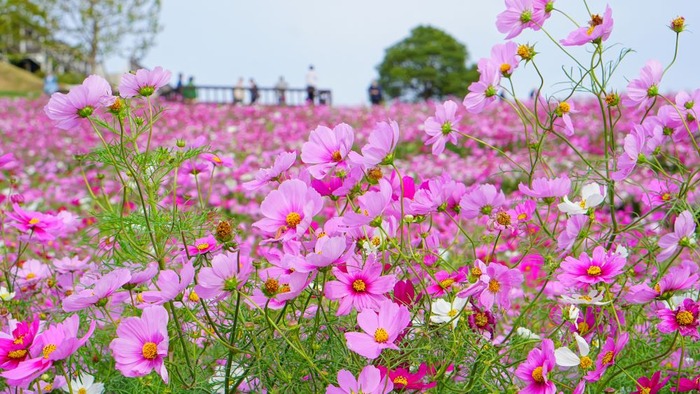 あわじ花さじき4