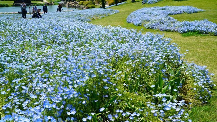 国営明石海峡公園9