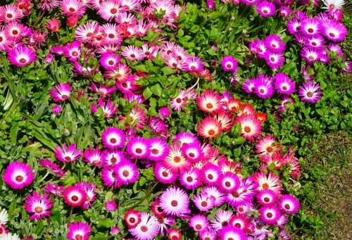 国営明石海峡公園13