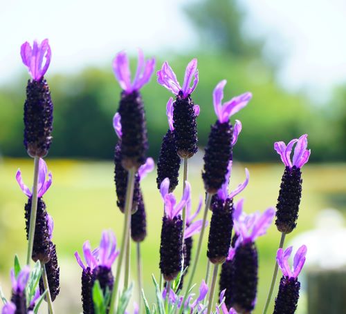 国営明石海峡公園23