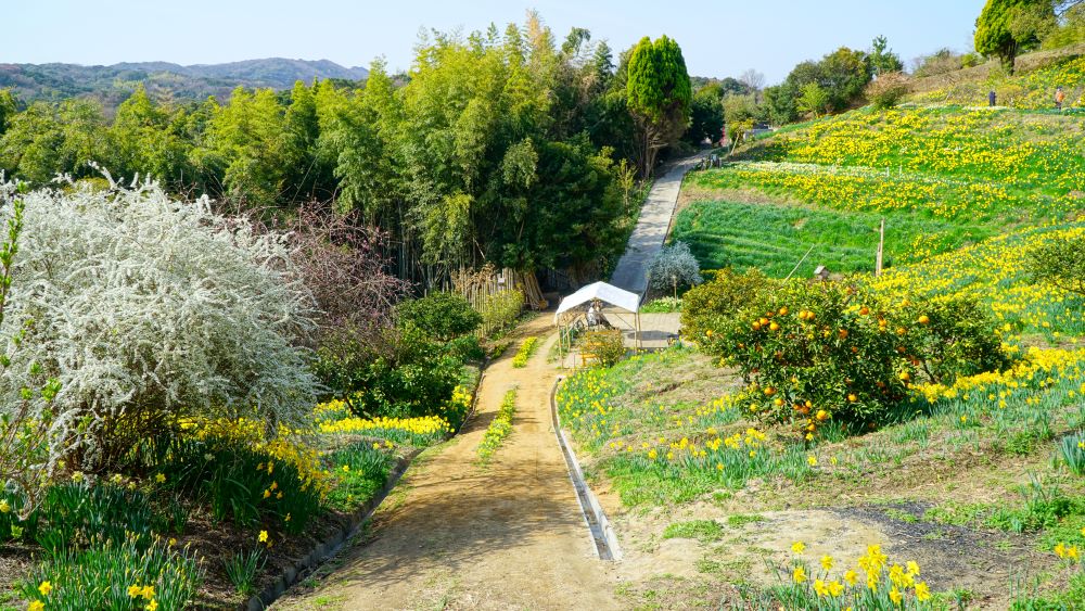 久しぶりに 淡路島水仙の丘 へ 3 21年3月17日 橋を渡ると そこは 3 歩く淡路島 久しぶりに 淡路島水仙の丘 へ 3 21年3月17日 橋を渡ると そこは 3 歩く淡路島