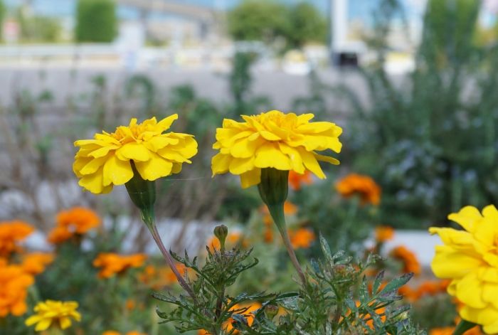 淡路ハイウェイオアシス23