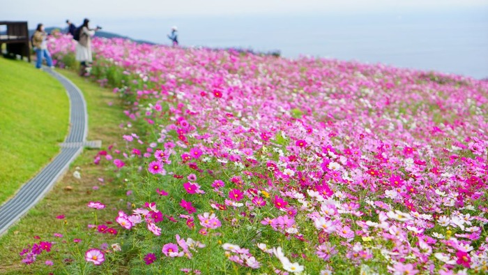 あわじ花さじき6